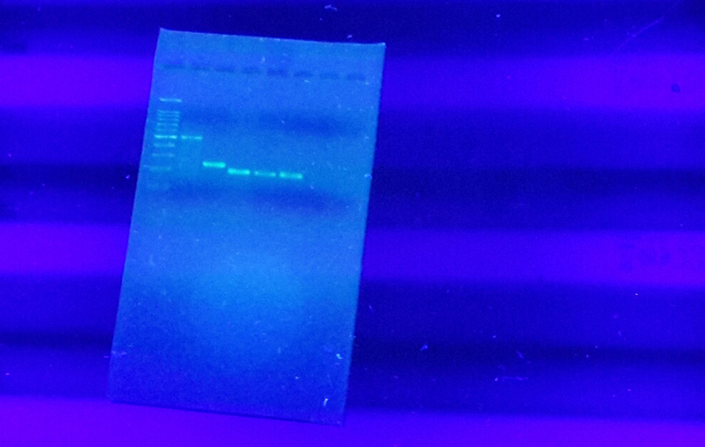 Cusmibio2
