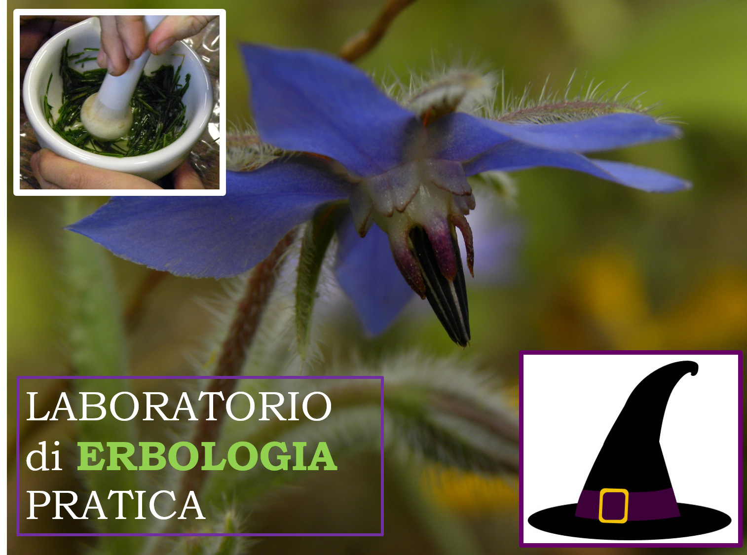 immagine-erbologia